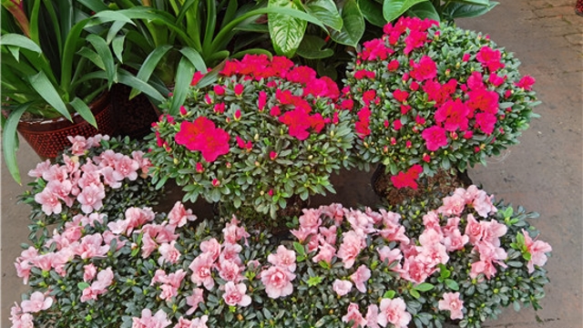 火紅年宵花，美麗過新年