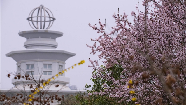 陽春三月，踏青賞花正當(dāng)時