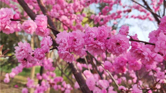 榆葉梅盛開(kāi)美如畫