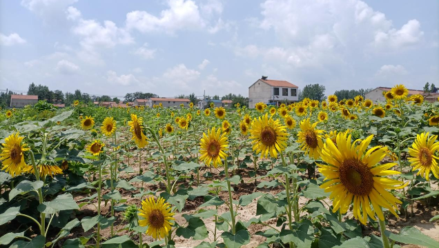 [鹿邑]馬鋪鎮(zhèn)：廢閑土地開出“幸?；ā?> </a></TD>             </TR>           </TBODY>         </TABLE>         <TABLE class=margin_4 border=0 cellSpacing=0 cellPadding=0 width=