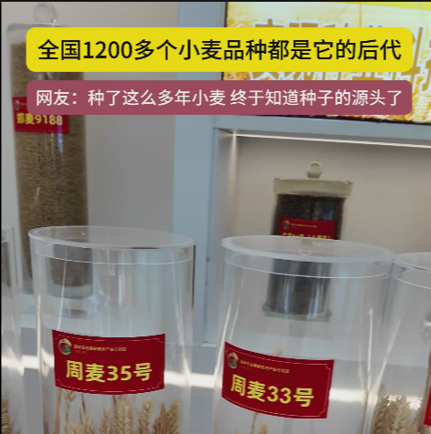 周口國(guó)家農(nóng)高區(qū)展示的種子資源，全國(guó)1200多個(gè)小麥品種都是它的后代!
